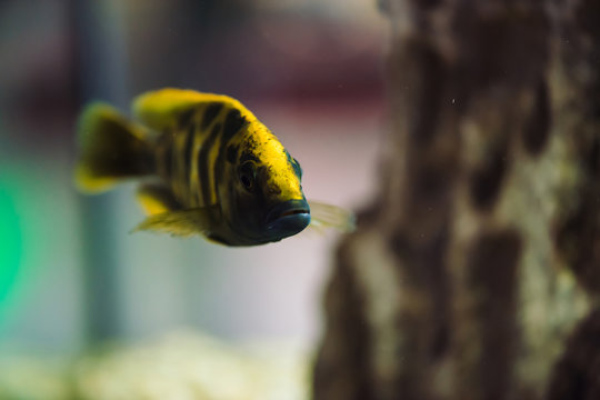 Nimbochromis livingstonii fish of yellow color with black stripe floats in aquarium. Cichlids, mbuna in fish tank.