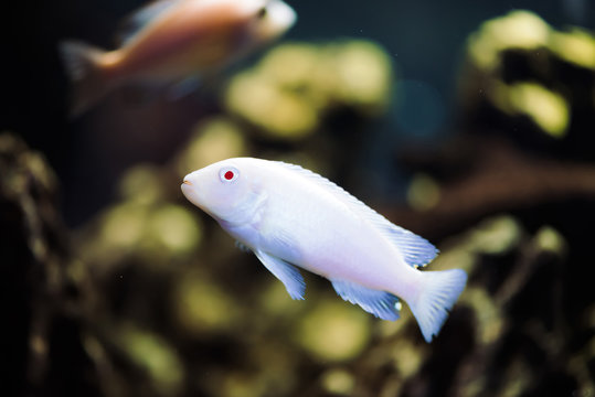 Albino Zebras fish floats in aquarium. Metriaclima pyrsonotos, cichlids, mbuna in fish tank.