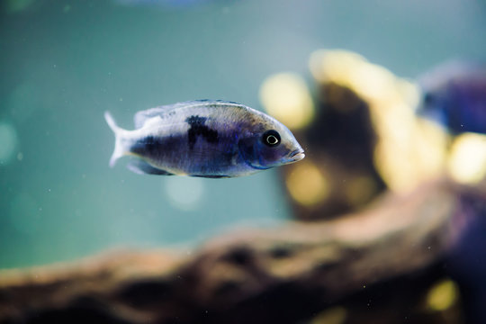 Sciaenochromis Fryeri fish of blue color with black spots floats in aquarium. Mbuna in fish tank. Cichlids.