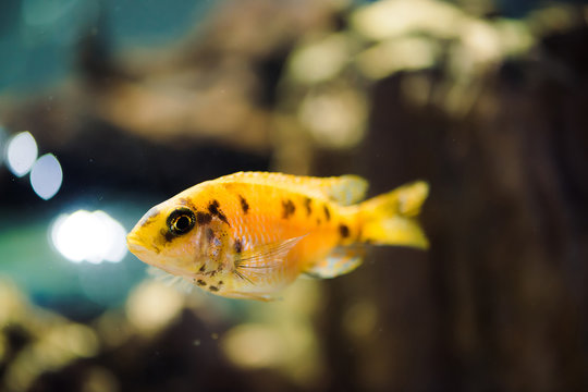 Msobo Magunga fish of yellow color with black spots floats in aquarium. Metriaclima in fish tank. Cichlids, mbuna.