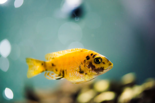Msobo Magunga fish of yellow color with black spots floats in aquarium. Metriaclima in fish tank. Cichlids, mbuna.