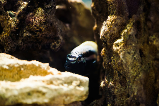 Gold mbuna fish hide in aquarium. Melanochromis auratus in fish tank. Cichlids.
