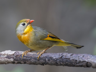 Red-billed leiothrix