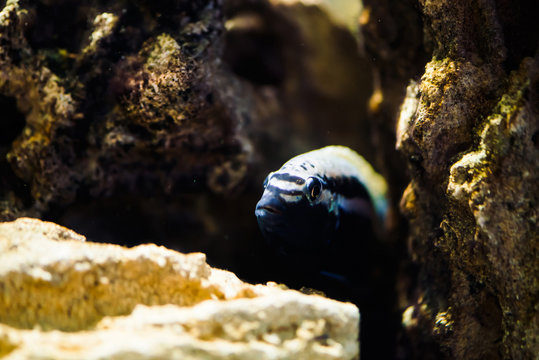 Gold mbuna fish hide in aquarium. Melanochromis auratus in fish tank. Cichlids.
