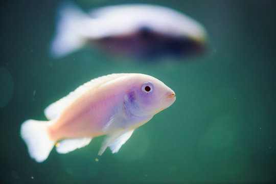 Albino Zebras fish floats in aquarium. Metriaclima pyrsonotos, cichlids, mbuna in fish tank.