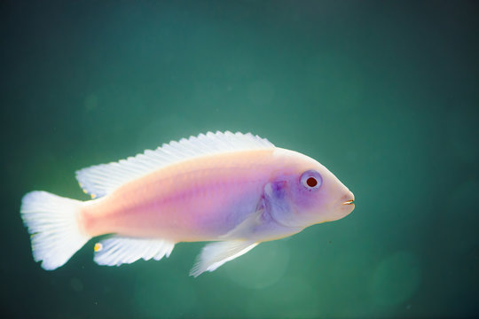 Albino Zebras fish floats in aquarium. Metriaclima pyrsonotos, cichlids, mbuna in fish tank.