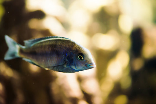 Sciaenochromis Fryeri fish of blue color with black spots floats in aquarium. Mbuna in fish tank. Cichlids.