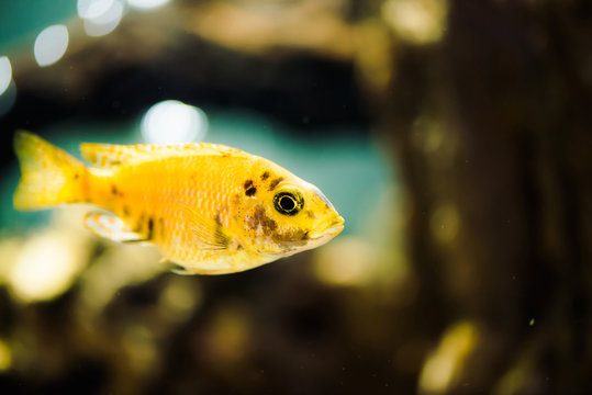 Msobo Magunga fish of yellow color with black spots floats in aquarium. Metriaclima in fish tank. Cichlids, mbuna.
