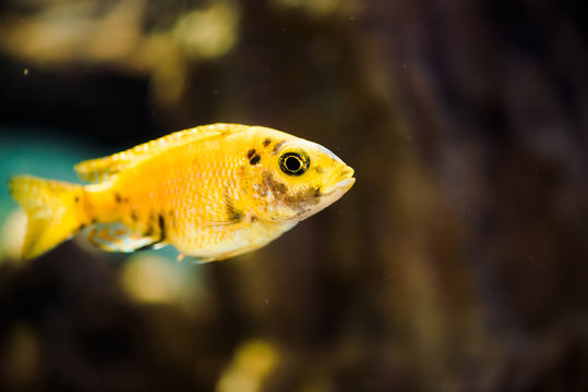 Msobo Magunga fish of yellow color with black spots floats in aquarium. Metriaclima in fish tank. Cichlids, mbuna.