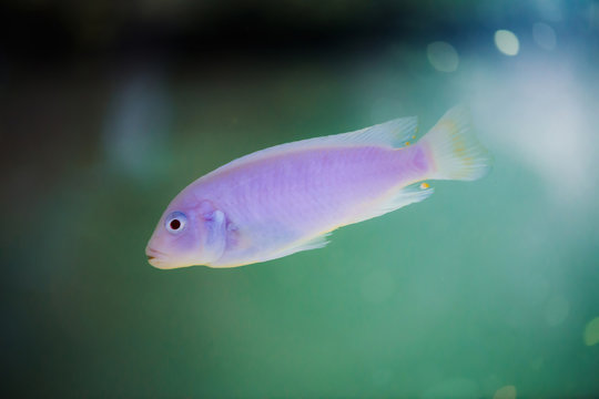 Albino Zebras fish floats in aquarium. Metriaclima pyrsonotos, cichlids, mbuna in fish tank.