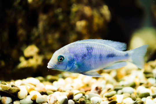 Sciaenochromis Fryeri fish of blue color with black spots floats in aquarium. Mbuna in fish tank. Cichlids.