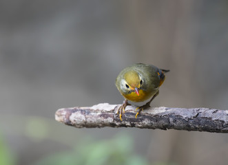 Red-billed leiothrix