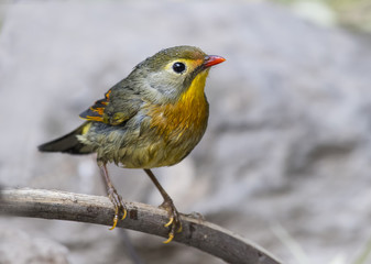 Red-billed leiothrix