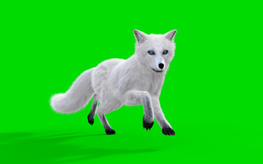 3d Illustration White Fox Isolate on Green Background, Blue Eyes Arctic Fox
