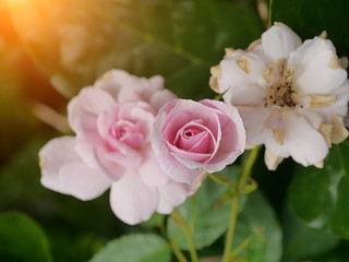 pink of Damask Rose flower.