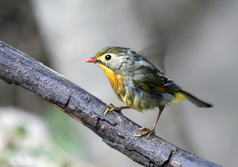 Red billed leiothrix