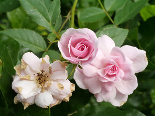 pink of Damask Rose flower.