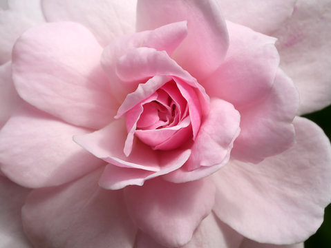 pink of Damask Rose flower.