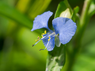 Blue flower of Climbing dayflower