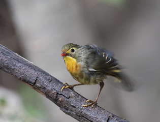 Red-billed leiothrix