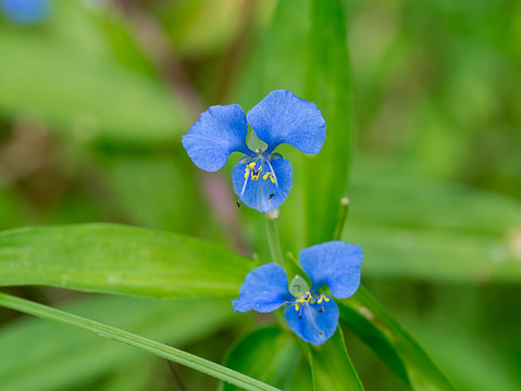 Blue flower of Climbing dayflower