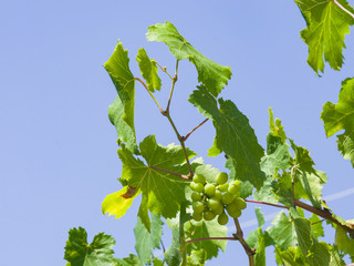 Bunch of green unripe white grapes in leaves growing on vines against blue sky close-up, selective focus, shallow DOF