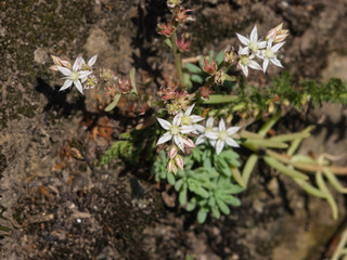 Blooming Spanish Stonecrop Sedum hispanicum on rocks with small white flowers macro, selective focus, shallow DOF