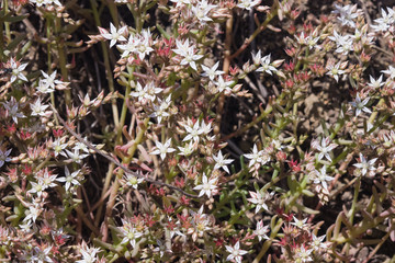 Blooming Spanish Stonecrop Sedum hispanicum on rocks with small white flowers macro, selective focus, shallow DOF