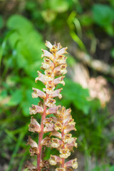 Blossom of Yellow broomrape or Orobanche lutea close-up, selective focus, shallow DOF