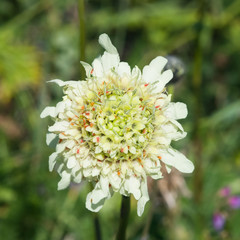 Cream Pincushions or Scabious, Scabiosa Ochroleuca, flower with small red ticks close-up, selective focus, shallow DOF