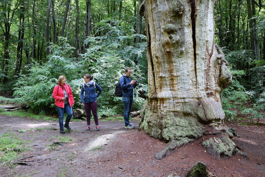Urwald Sababurg