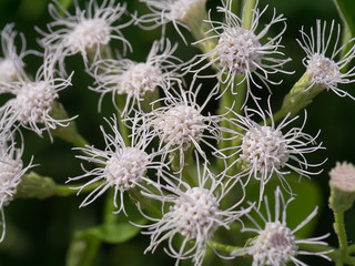 Close up Christmas bush flower.