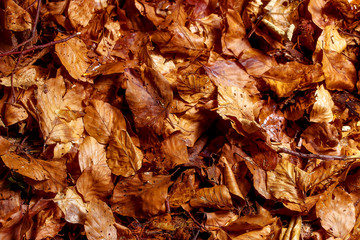 background structure of oak leaves in warm ocre tones.