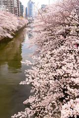 Obraz na płótnie Canvas 目黒川の桜