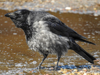 Bird world in Germany