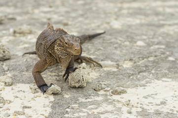 Iguana close-up on stones to the camera