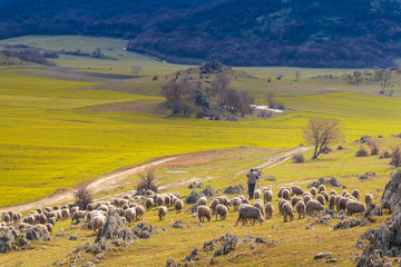 Sheep pastor descending from the mountain
