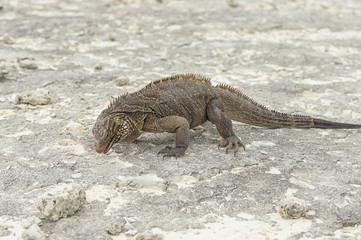 Large scaly Iguana close-up against a background of sand