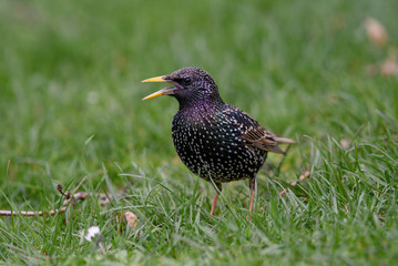 Starling(Sturnus vulgaris) sitting on the grass
