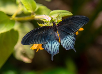 Butterfly in the garden surrounded by beautiful flowers