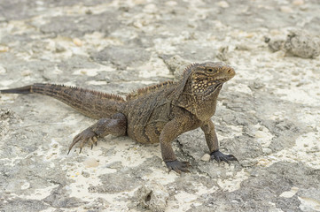 Large scaly Iguana close-up against a background of sand