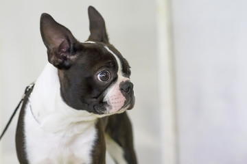 French Bulldog Close-up