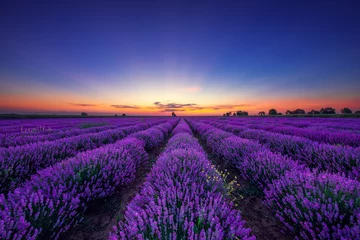 Photo sur Plexiglas Lavande Champs de fleurs de lavande en rangées sans fin au coucher du soleil