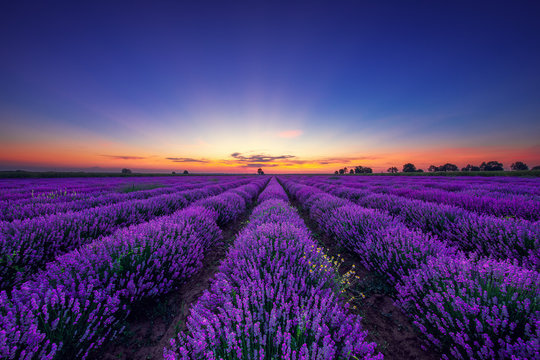Lavender flower blooming fields in endless rows at sunset