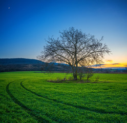Lonely tree on a green field in the sunset winter time