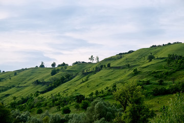 Fototapeta na wymiar green velvet hill with soft blue sky - slopes with trees and bushes in Transylvania, summer