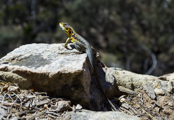 Painted Dragon lizard