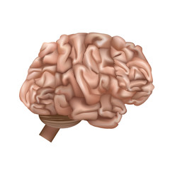 Realistic Detailed 3d Human Brain Internal Organ. Vector