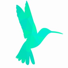 hummingbird illustration, vector draw