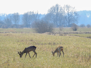 deer in the spring in the fields